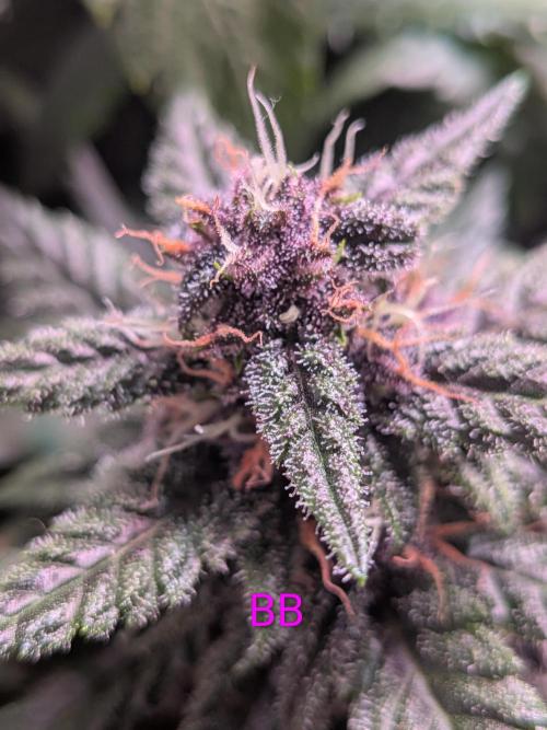 A purple and fruity Fastbuds trio. Week 9