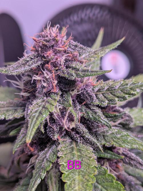 A purple and fruity Fastbuds trio. Week 9