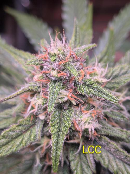 A purple and fruity Fastbuds trio. Week 9