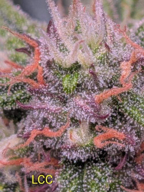 A purple and fruity Fastbuds trio. Week 9