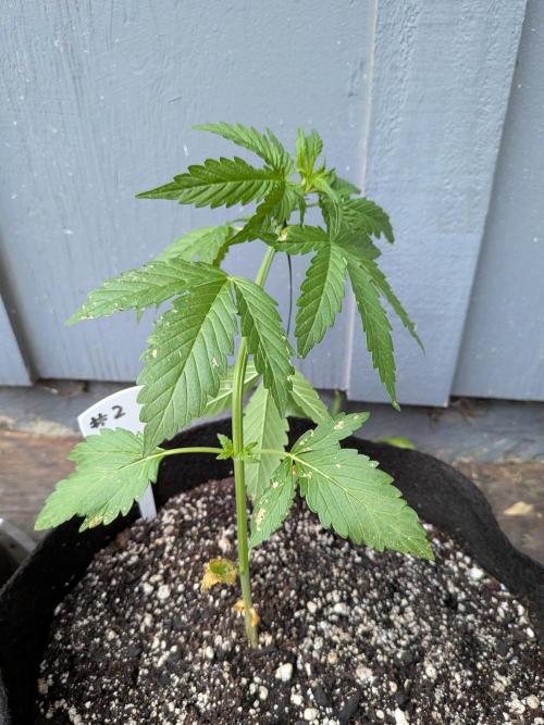 1st (mostly) outdoor grow - 100% organic. Week 5