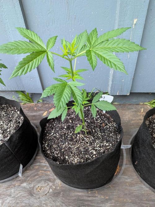1st (mostly) outdoor grow - 100% organic. Week 5