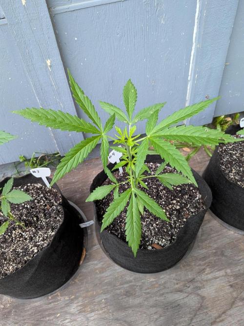 1st (mostly) outdoor grow - 100% organic. Week 5