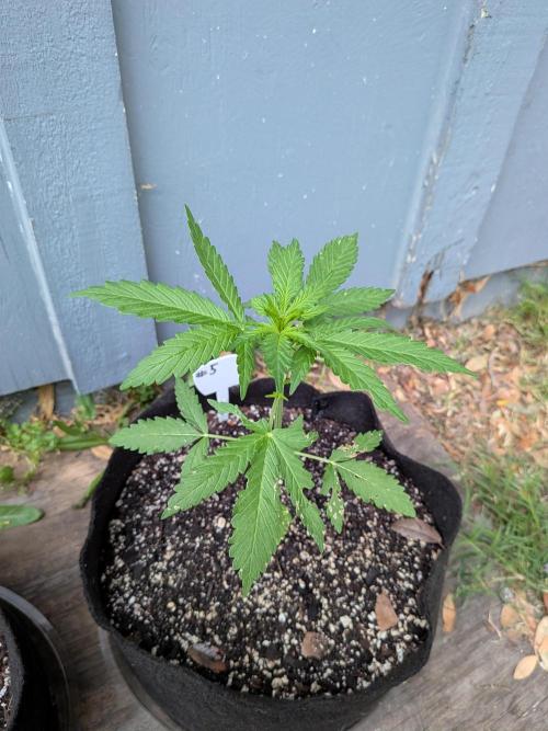 1st (mostly) outdoor grow - 100% organic. Week 5