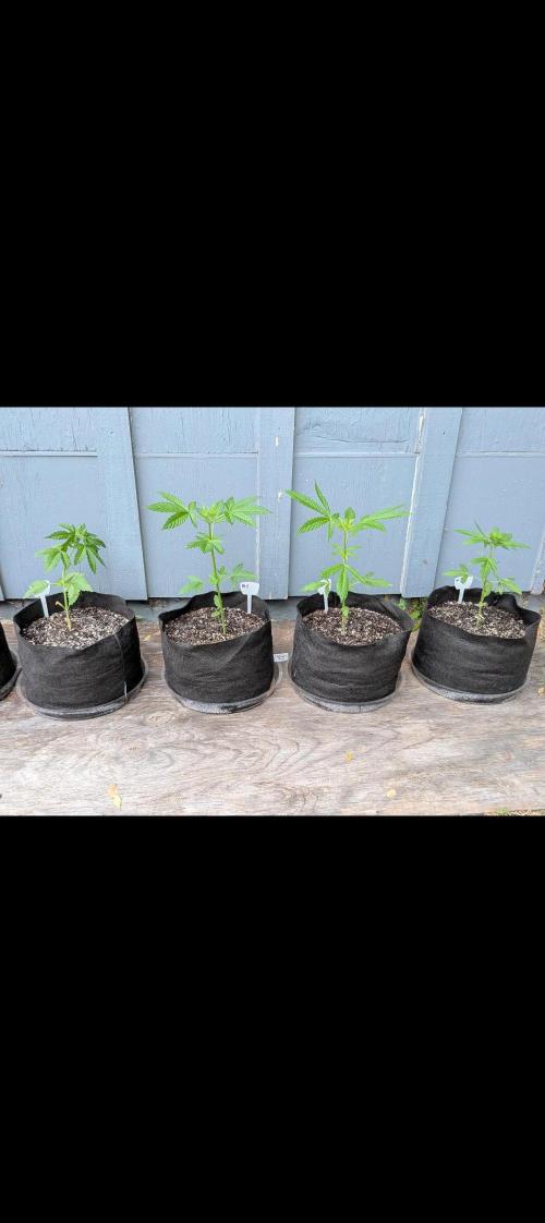 1st (mostly) outdoor grow - 100% organic. Week 5