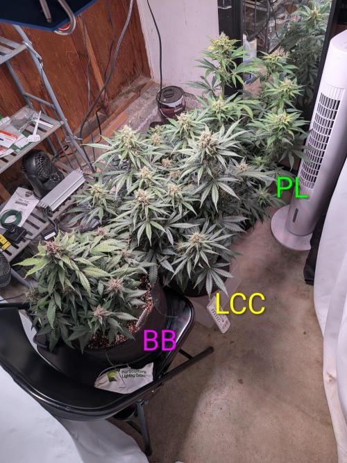 A purple and fruity Fastbuds trio. Week 10