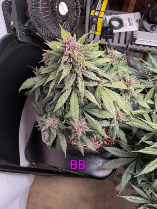 A purple and fruity Fastbuds trio. Week 10
