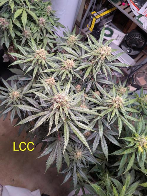 A purple and fruity Fastbuds trio. Week 10