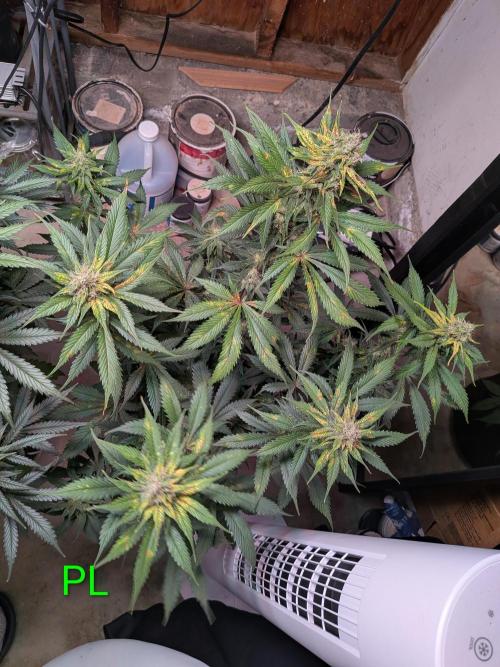 A purple and fruity Fastbuds trio. Week 10
