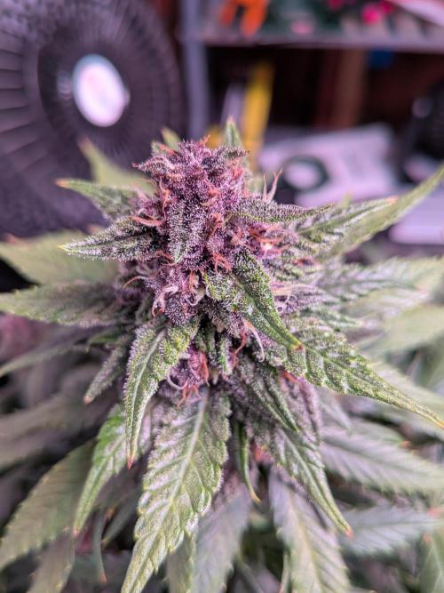 A purple and fruity Fastbuds trio. Week 10