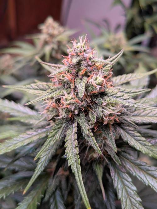A purple and fruity Fastbuds trio. Week 10