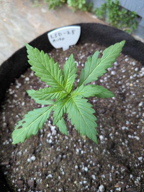 First outdoor grow part 2 (backup plant). Week 4