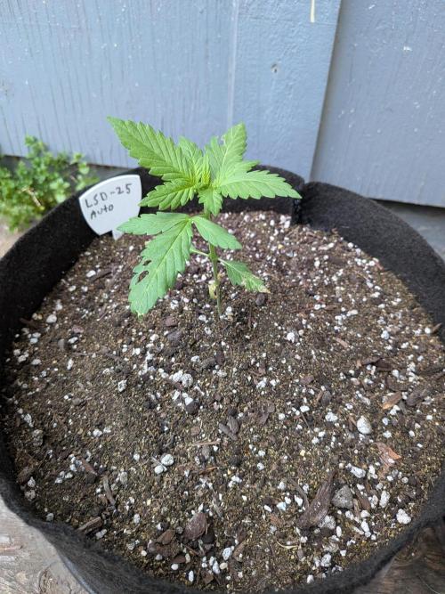 First outdoor grow part 2 (backup plant). Week 4