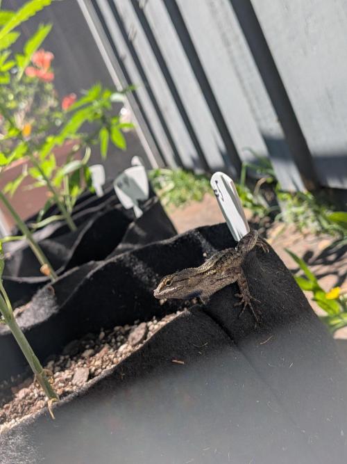 1st (mostly) outdoor grow - 100% organic. Week 5