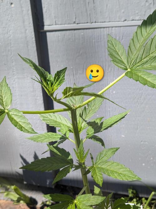 1st (mostly) outdoor grow - 100% organic. Week 5
