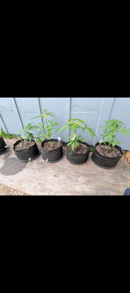 1st (mostly) outdoor grow - 100% organic. Week 6