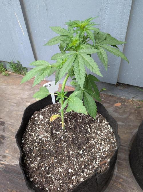 1st (mostly) outdoor grow - 100% organic. Week 6