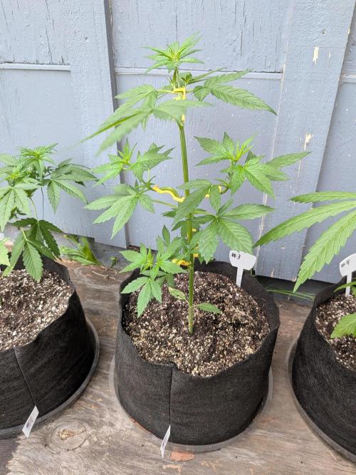 1st (mostly) outdoor grow - 100% organic. Week 6