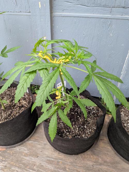 1st (mostly) outdoor grow - 100% organic. Week 6
