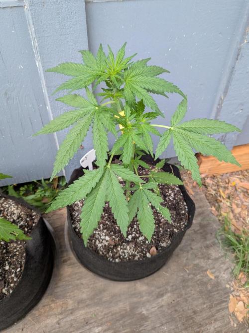 1st (mostly) outdoor grow - 100% organic. Week 6