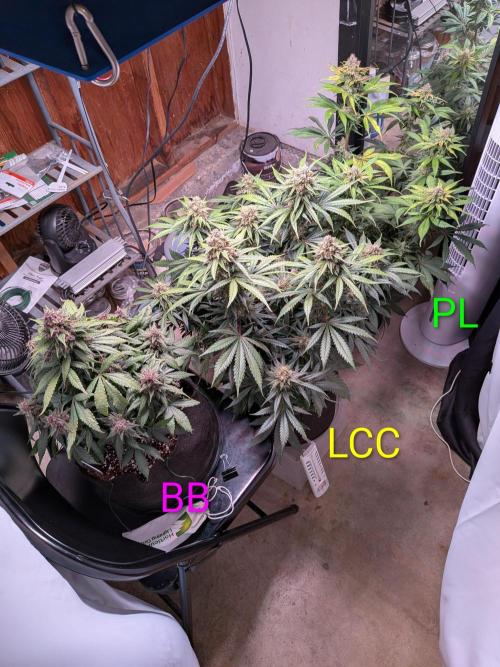 A purple and fruity Fastbuds trio. Week 11
