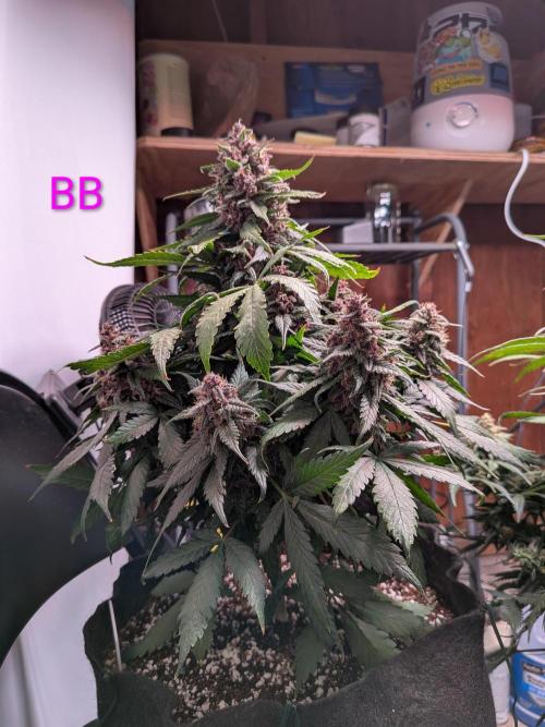A purple and fruity Fastbuds trio. Week 11
