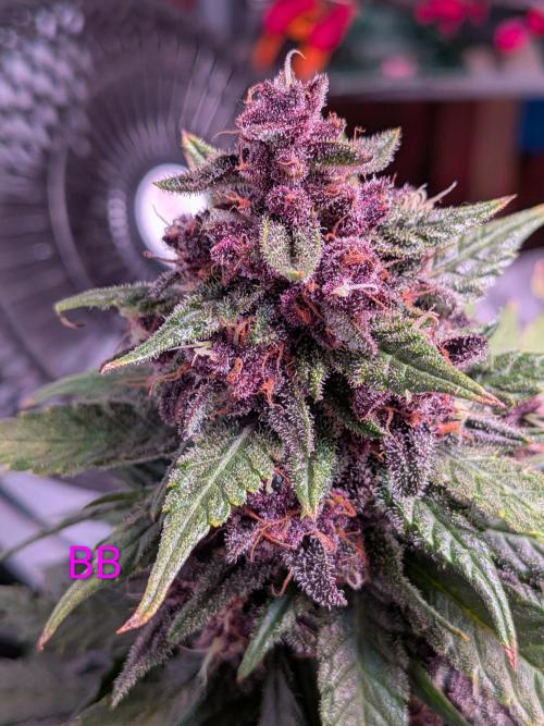 A purple and fruity Fastbuds trio. Week 11