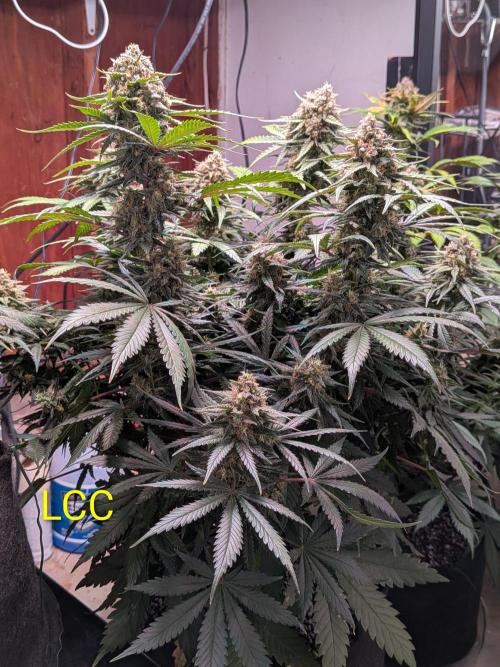 A purple and fruity Fastbuds trio. Week 11