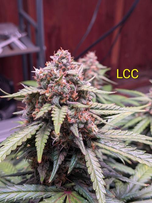 A purple and fruity Fastbuds trio. Week 11