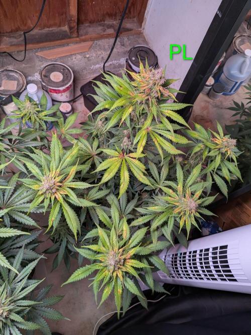 A purple and fruity Fastbuds trio. Week 11
