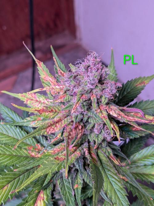 A purple and fruity Fastbuds trio. Week 11