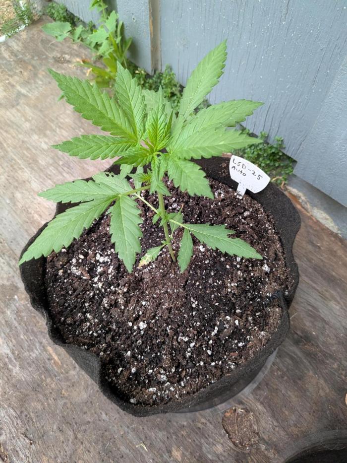 First outdoor grow part 2 (backup plant). Week 5