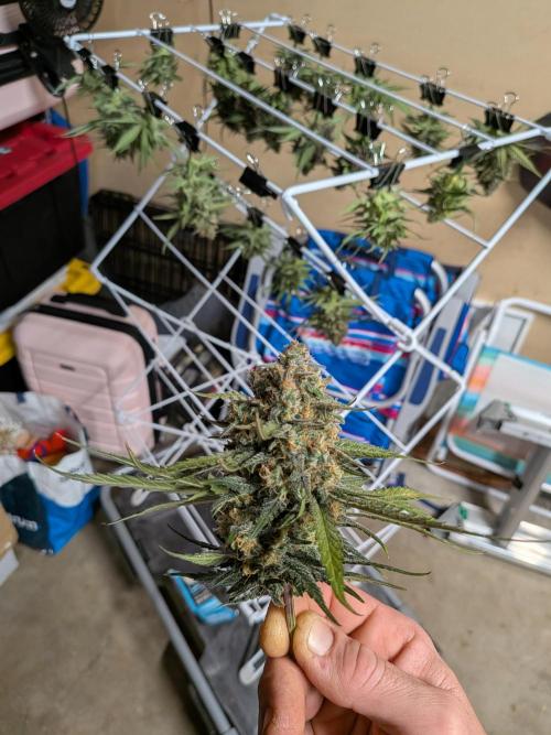 A purple and fruity Fastbuds trio. Week 11