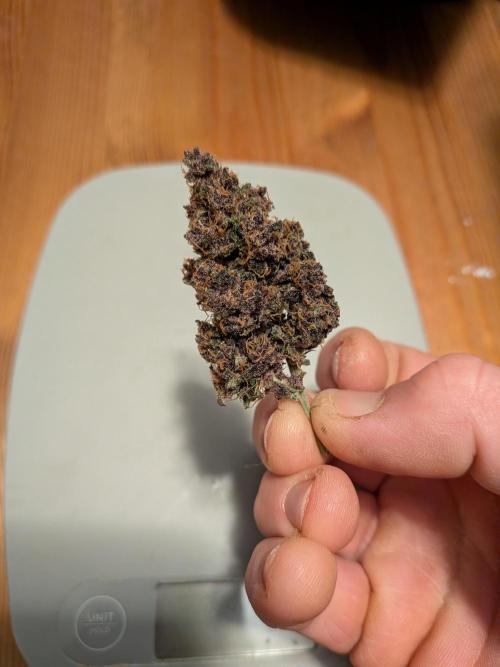 A purple and fruity Fastbuds trio. Week 11