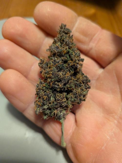 A purple and fruity Fastbuds trio. Week 11