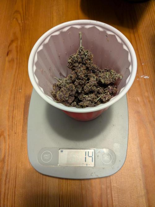 A purple and fruity Fastbuds trio. Week 11