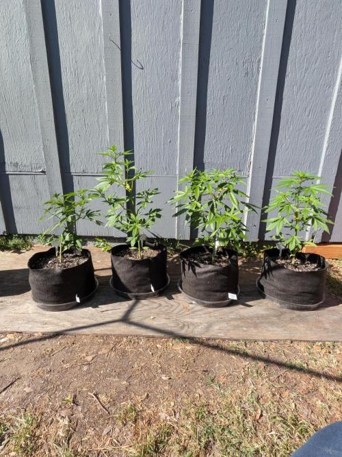 1st (mostly) outdoor grow - 100% organic. Week 7
