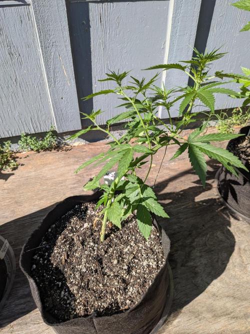 1st (mostly) outdoor grow - 100% organic. Week 7