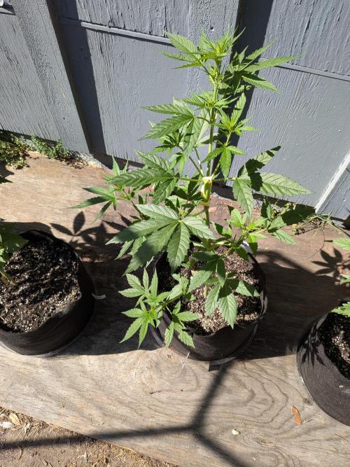 1st (mostly) outdoor grow - 100% organic. Week 7