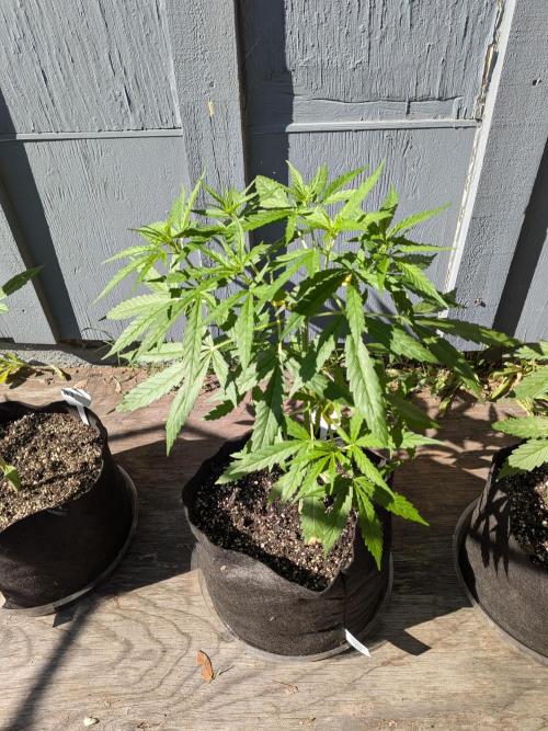1st (mostly) outdoor grow - 100% organic. Week 7