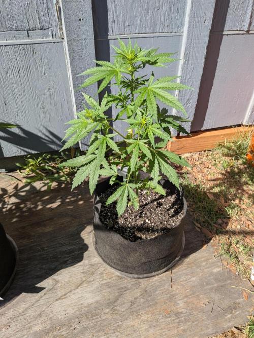 1st (mostly) outdoor grow - 100% organic. Week 7