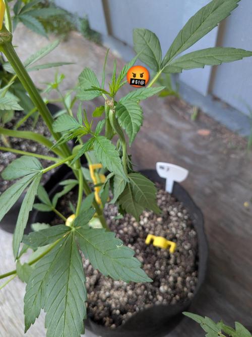 1st (mostly) outdoor grow - 100% organic. Week 7
