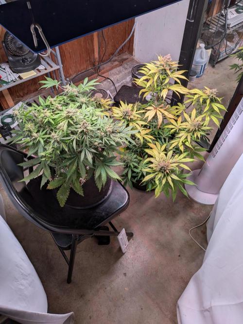 A purple and fruity Fastbuds trio. Week 12