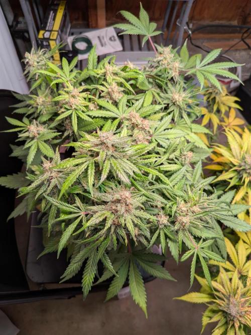 A purple and fruity Fastbuds trio. Week 12