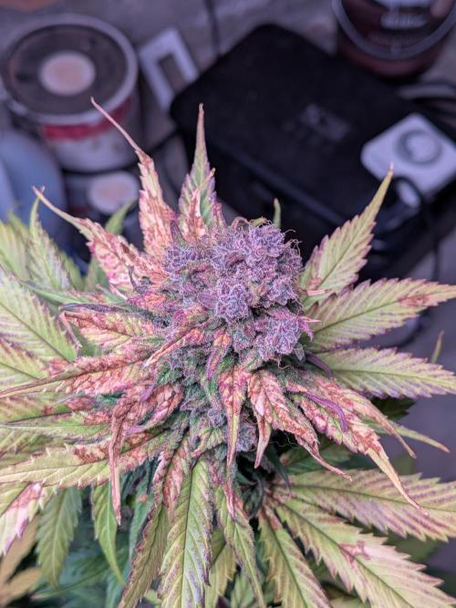 A purple and fruity Fastbuds trio. Week 12