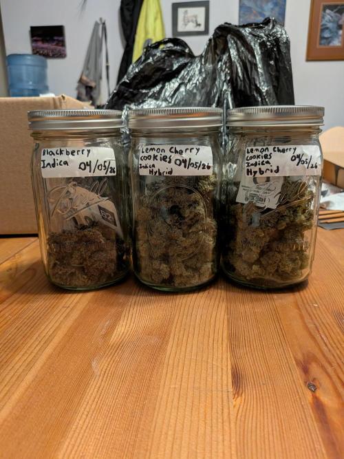 A purple and fruity Fastbuds trio. Week 12