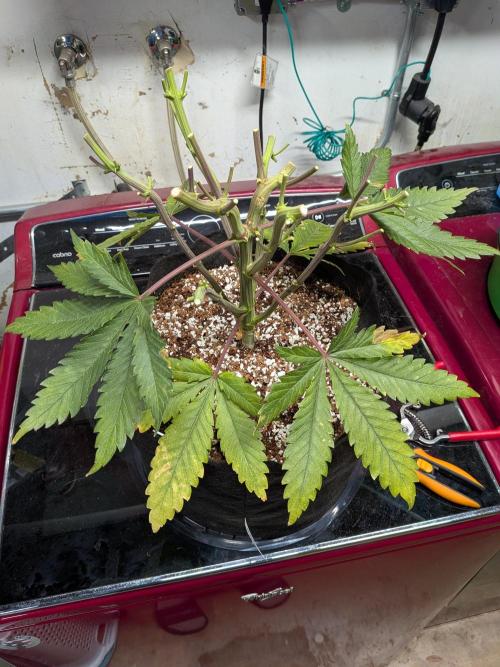 A purple and fruity Fastbuds trio. Week 13