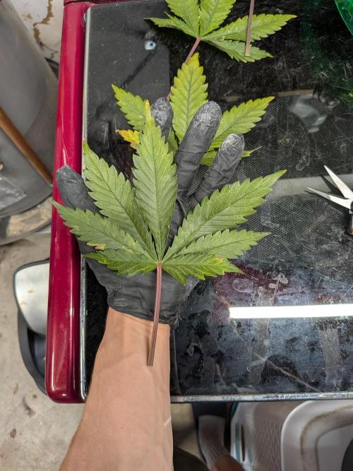 A purple and fruity Fastbuds trio. Week 13