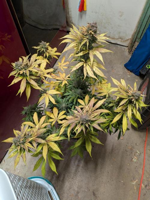 A purple and fruity Fastbuds trio. Week 13