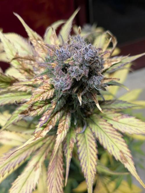 A purple and fruity Fastbuds trio. Week 13